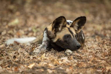 Afrika Vahşi Köpeği Pençe üzerinde Başı