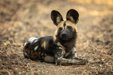 Afrika vahşi köpeği çıplak arazide yatıyor.