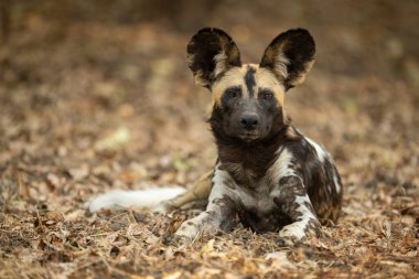 Afrika vahşi köpeği kameraya doğru yatıyor