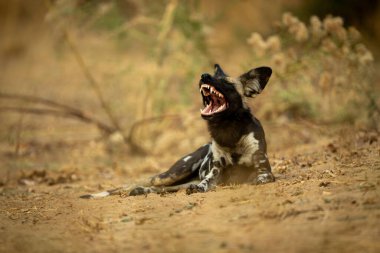Afrika vahşi köpeği çalıların arasında uzanıyor.