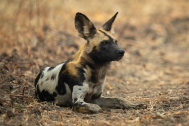 Afrika vahşi köpeği başını kaldırmış yatıyor