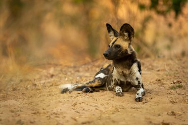 Afrika vahşi köpeği kumun üzerinde yatıyor.