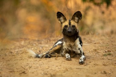 Afrika vahşi köpeği kumda yatar ve bakar.