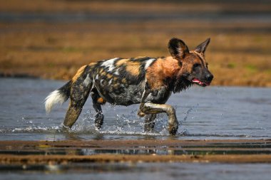 Afrika vahşi köpeği çamurlu sığ sularda yüzüyor.