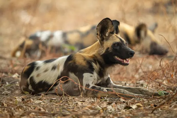 Afrika vahşi köpeği ağzı açık yatıyor.