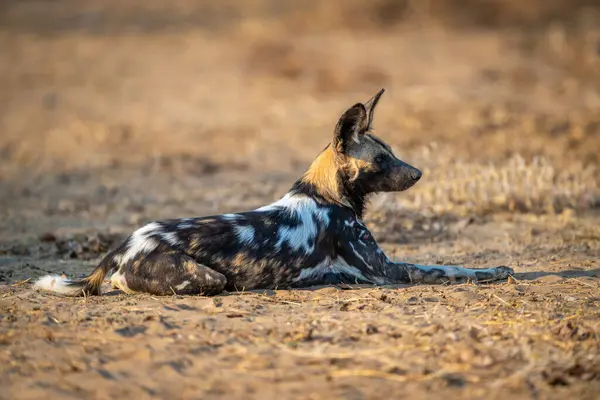 Afrika vahşi köpeği güneşli kumda yatıyor.