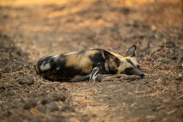 Afrika vahşi köpeği yerde uyuyor.