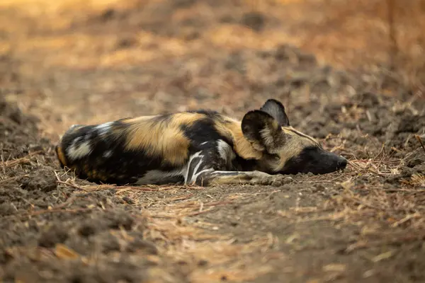 Afrika vahşi köpeği gölgede uyuyor.