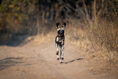 Afrika vahşi köpeği kameraya doğru koşar