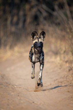 Afrikalı vahşi köpek kameraya doğru koşar