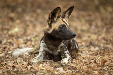 Afrika vahşi köpeği ölü yaprakların üzerinde yatıyor.