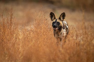 Afrika vahşi köpeği sık çalıların arasında koşar.