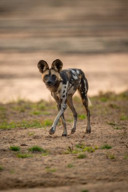 Afrika vahşi köpeği kumlu nehir kıyısında koşar.