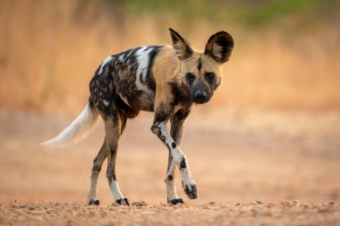 Afrika vahşi köpeği kumlu zeminde koşar