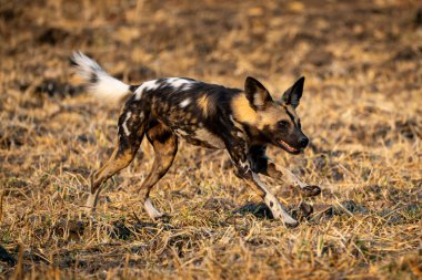 Afrikalı vahşi köpek kısa çimenlerde koşar