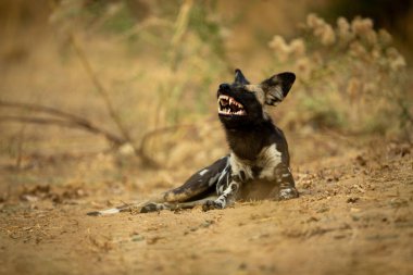 Afrika vahşi köpeği çalıların yanında uzanıyor.