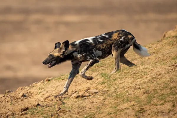 Afrika vahşi köpeği kumlu yamaçtan aşağı koşar