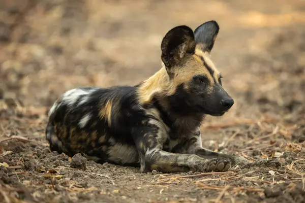 Afrika vahşi köpeği çıplak arazide yatıyor.