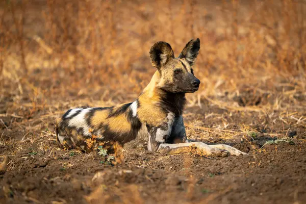 Afrika vahşi köpeği fenerle bakıyor