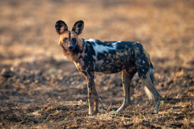Afrika vahşi köpeği kameraya doğru bakıyor.