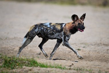 Afrikalı vahşi köpek kumlu nehir kıyısında koşuyor