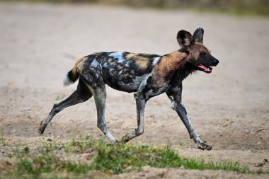 Afrikalı vahşi köpek kumlu nehir kıyısında koşuyor