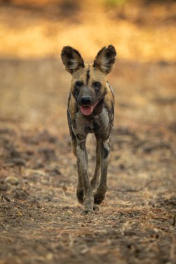 Afrikalı vahşi köpek ağzı açık geziyor.