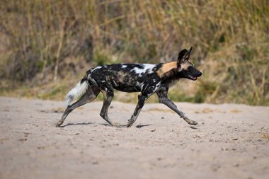 Afrikalı vahşi köpek kumsalda koşuyor