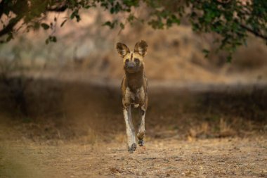 Afrika vahşi köpeği yapraklı kemerin altında koşar