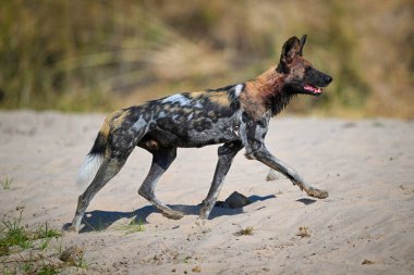 Afrikalı vahşi köpek kumlu nehir kıyısını kapladı.