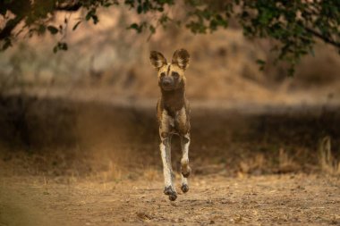 Afrika vahşi köpekleri yapraklı kemerlerde koşar