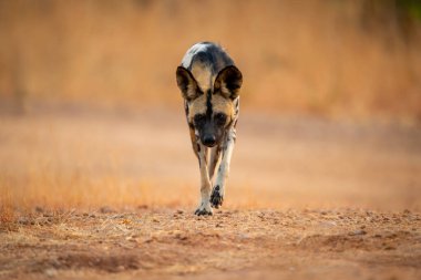 Afrikalı vahşi köpek kumlu zeminde koşuyor