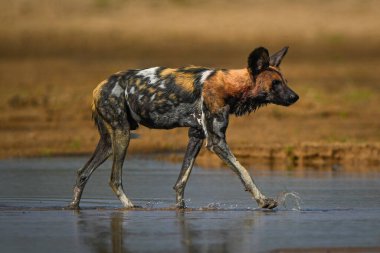 Afrika vahşi köpeği sığ nehirde koşuyor