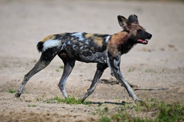 Afrikalı vahşi köpek kumlu nehir kıyısında koşuyor