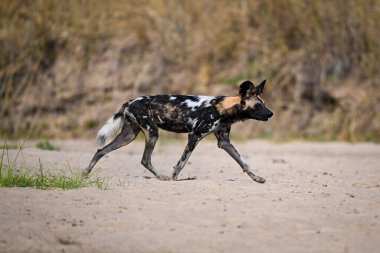 Afrikalı vahşi köpek kumlu sahilde koşuyor.