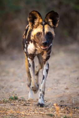 Afrika yaban köpeği kumlu yolda yürüyor