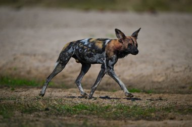 Afrikalı vahşi köpek kumlu nehir kıyısında yürüyor.