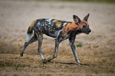 Afrikalı vahşi köpek kumlu nehir kıyısını yerle bir etti