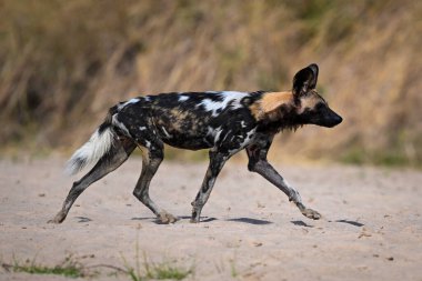 Afrikalı vahşi köpek kumsalda koşuyor.
