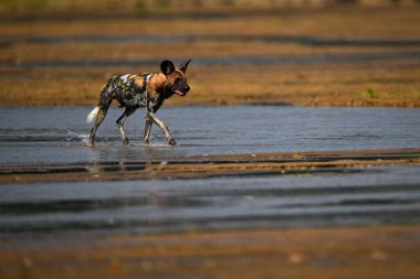 Afrika vahşi köpeği sığ nehri geçiyor.