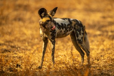 Afrika vahşi köpeği dudaklarını yalıyor.