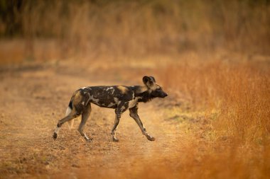 Afrikalı vahşi köpek otlakta koşuyor