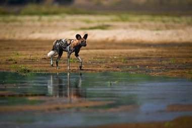 Afrika vahşi köpekleri çamurlu düzlüklerde koşar