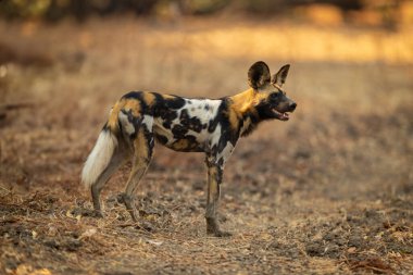 Afrika vahşi köpeği ağzı açık duruyor.