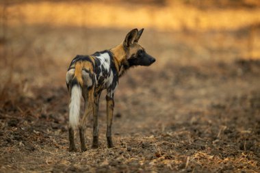 Afrika vahşi köpeği başını sağa çeviriyor.