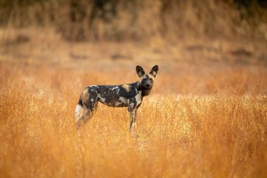 Afrika vahşi köpeği kameraya dönüyor.