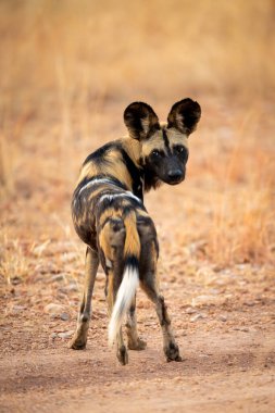 Afrika vahşi köpeği başını çeviriyor.