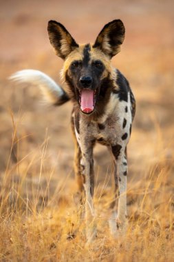 Afrika vahşi köpeği çimenlerde esniyor.