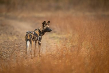 Afrikalı vahşi köpek piste bakıyor