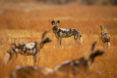 Afrika vahşi köpeği başkalarıyla çevrili.